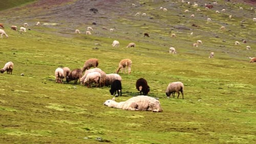 Llamas grazing on Rainbow Mountain, Peru