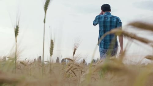 Handsome Man in a Plaid Shirt Walking in Wheat Field