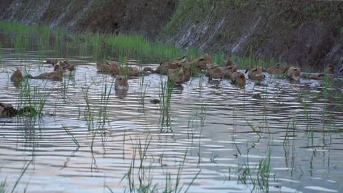Entenherde weidet in einem Teich