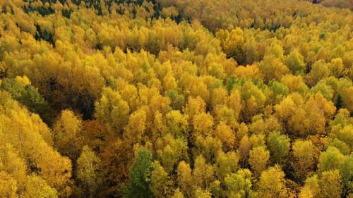 Autumn Forest Top View Crowns of Trees with Yellow Foliage Deciduous Forest in the Fall