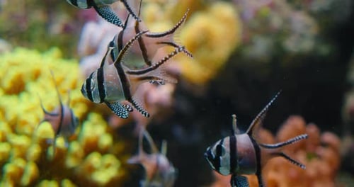 Many Colored Striped Fish Swimming Over Soft Coral Mangrove Roots in Captivity Aquarium