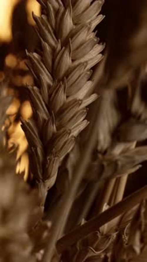 Ears of wheat close up. Harvest and harvesting concept. Macro shot. Vertical dolly slide movement