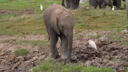 Elephant Moving Across Grassland in African Wildlife Scene