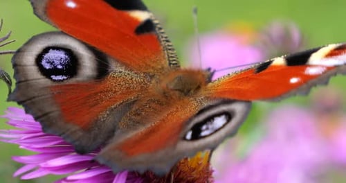 Peacock butterfly on pink chrysanthemum. Summer macro shooting.