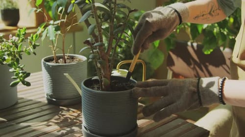 Person Gardening Indoors Caring for Potted Plants