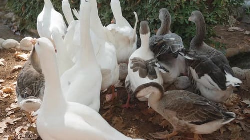 A flock of white and gray geese run away from me and stumble on the rocks.