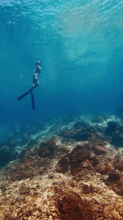 Female freediver swims in the tropical sea. Woman free diver glides underwater in a sea and ascends