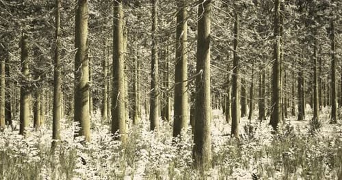 Snow Covered Forest Landscape with Tall Trees and a Serene Atmosphere