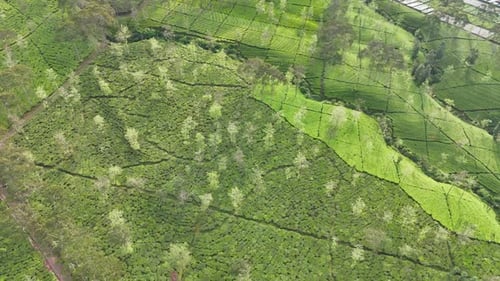 Drohnenaufnahmen, die über eine wunderschöne Teeplantage mit leuchtend grünen Mustern fliegen