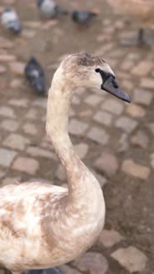 Vertical of Swans in Prague Near Charles Bridge