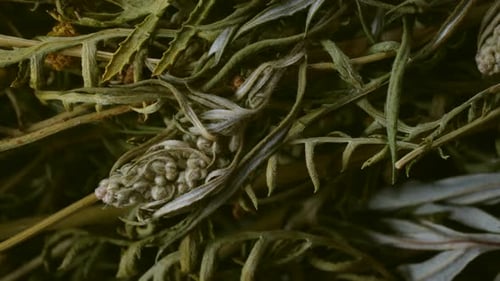 Dried Medicinal Herbs Close Up Showing Texture and Details