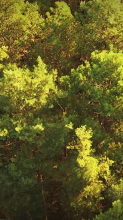 Aerial View Of Green Forest