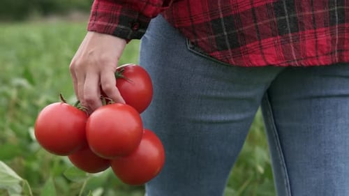 A farmer carries tomatoes in his hand in an agricultural field.