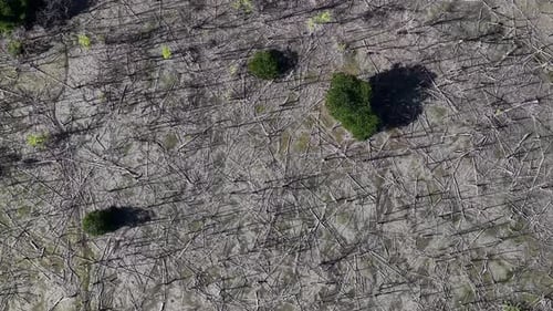 Aerial View of Mangrove Tree Dieback and Fallen Branches