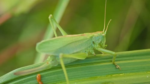 camouflaged green Grasshopper sitting On Green Plant Leaf. close-up