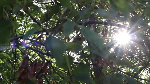 Sun glimmering through the green leaves and trees. Slow pan left to right