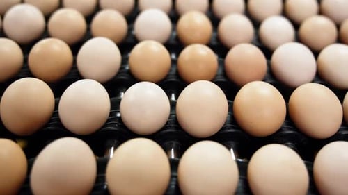 Similar size eggs lined-up move by the factory conveyor line. Eggs sorting at food enterprise.