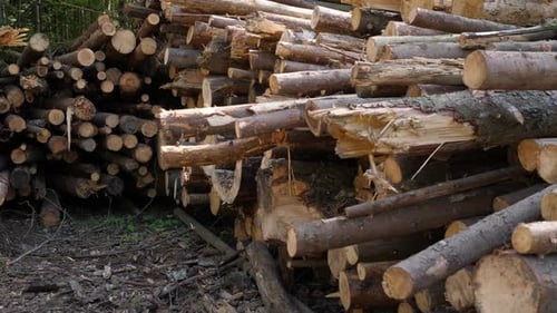 Logging Industry Log Storage in the Forest