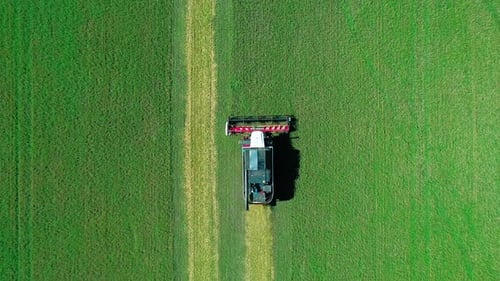 Aerial of Combines Working in the Field Harvesting Crops Gathering Season