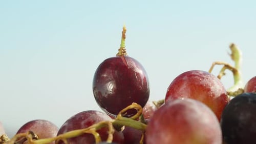A bunch of black grapes on a blue sky background, one rotates from above. Close-up
