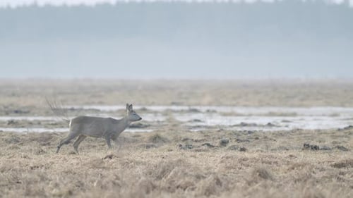 Common wild roe deer walking and eating grass on the field in early spring dry grass meadow close up