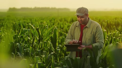 Professional Agronomist Viewing Leaves Of Young Corn Plants In Field Making Notes In Tablet