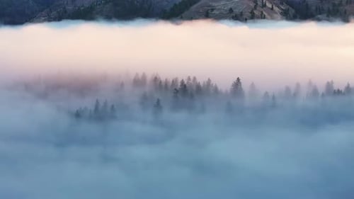 Low Fog Over Mountain Forest Valley Montana