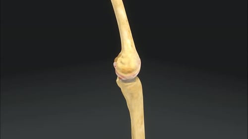 Human Knee Joint Anatomy Flexion Extension 3D Animation