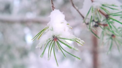Snowy evergreen bough with needles, winter beauty