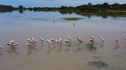 Tropical Landscape at Sunset Sri Lanka