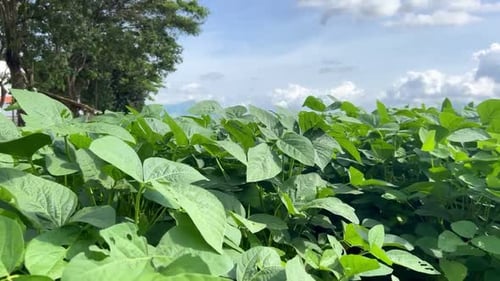 Edamame or soybean soy field of nature agriculture