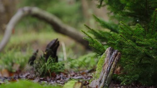 Peaceful Forest Floor Close Up Mossy Wood and Evergreen Needle Texture