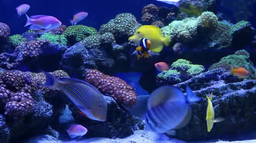 The Electric World of Deep Sea Creatures