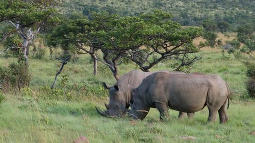 White Rhinoceros Feeding In Natural Habitat