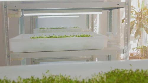Close Up Fresh Microgreens Sprouts on White Shelves Agriculture with Light Young Plant Pot Salad