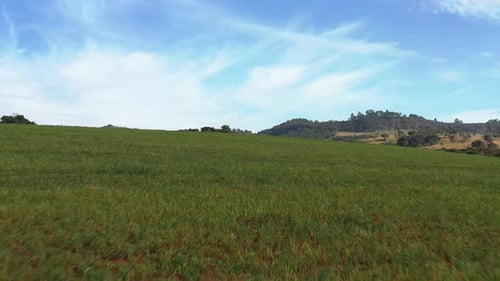 Low drone dynamic shot near countryside green farm fields with cattle on the background