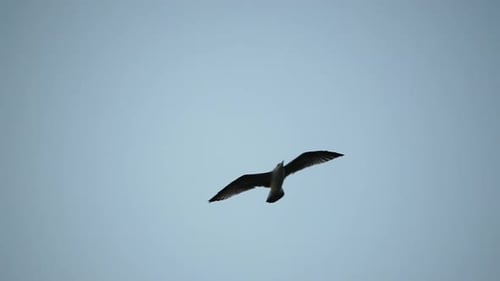 A Flock of Seagulls Fly in Warm Sunset Sky Over the Ocean Silhouettes of Seagulls Flying in Slow