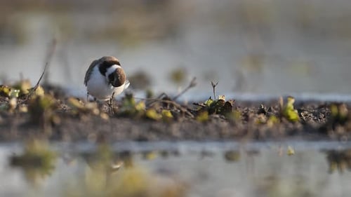 Little Ringed Plover in Wetland