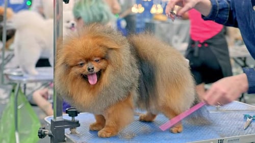 Dog Grooming Session at a Pet Salon