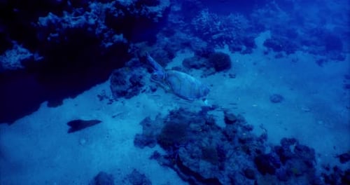 Une exploration sous-marine révèle la présence d'une tortue nageant dans les récifs coralliens