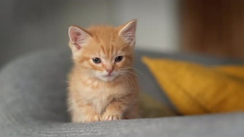 Small Kitten Sitting and Staring Forward