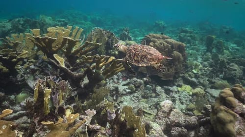 Young hawksbill sea turtle