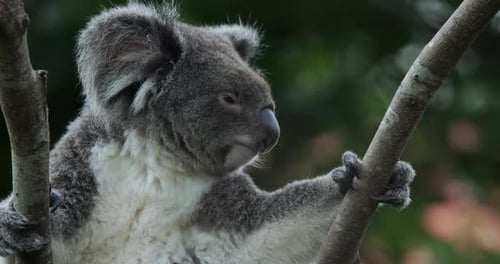 Koala Bear In Taipei Zoo