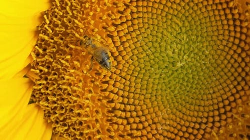 Honeybee Sitting Gathering Pollen Nectar From Sunflower At Summer Macro View