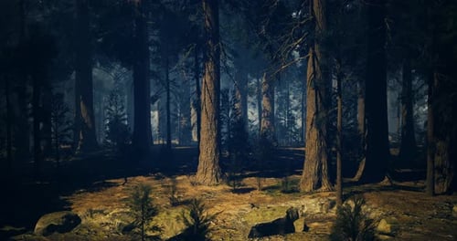 Mysterious Forest Landscape with Tall Trees and Soft Sunlight Filtering Through