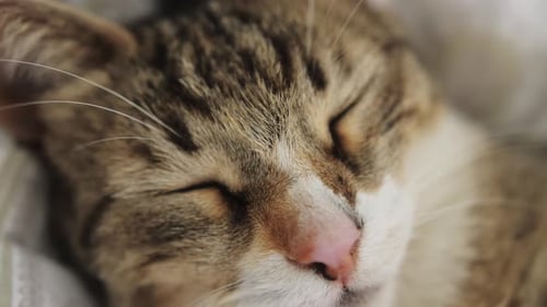 Striped Cat Sleeping Peacefully in Close-Up