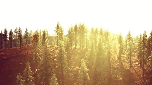 Sunlight Filtering Through Tall Pine Trees in a Serene Forest Landscape