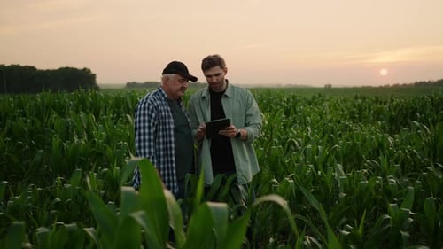 Farmers with Tablet in Corn Field at Sunrise