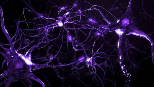 Animation of neuron cells. Nerve cells Activity in the Brain