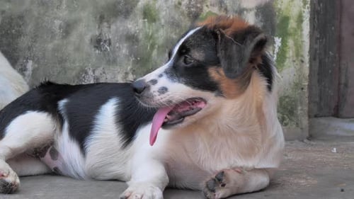 Gros plan d'un chien errant solitaire allongé sur le sol dans un abri souffrant d'une vie misérable affamée